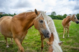 Peter Reich und Dr. Hans-Jörg Zöllner beobachten den Weg der Haflinger vom Stall auf die Weide Peter Reich und Dr. Hans-Jörg Zöllner beobachten den Weg der Haflinger vom Stall auf die Weide