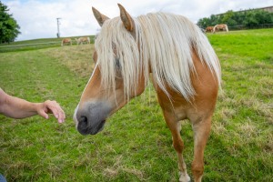 Peter Reich und Dr. Hans-Jörg Zöllner beobachten den Weg der Haflinger vom Stall auf die Weide Peter Reich und Dr. Hans-Jörg Zöllner beobachten den Weg der Haflinger vom Stall auf die Weide