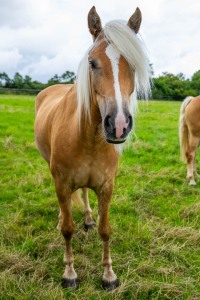Peter Reich und Dr. Hans-Jörg Zöllner beobachten den Weg der Haflinger vom Stall auf die Weide Peter Reich und Dr. Hans-Jörg Zöllner beobachten den Weg der Haflinger vom Stall auf die Weide