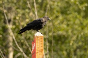 Skagway - Ein Gang durch die Stadt Skagway - Ein Gang durch die Stadt