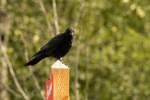 Skagway - Ein Gang durch die Stadt Skagway - Ein Gang durch die Stadt