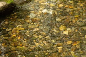 Skagway - Ein Gang durch die Stadt Skagway - Ein Gang durch die Stadt