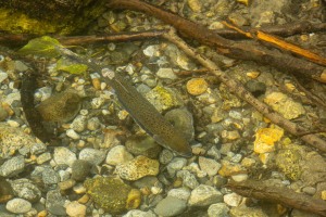 Skagway - Ein Gang durch die Stadt Skagway - Ein Gang durch die Stadt