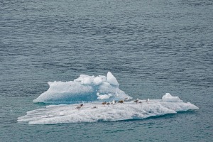 Ein Tag am HUBBARD GLACIER