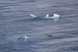 Ein Tag am HUBBARD GLACIER