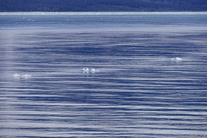 Ein Tag am HUBBARD GLACIER